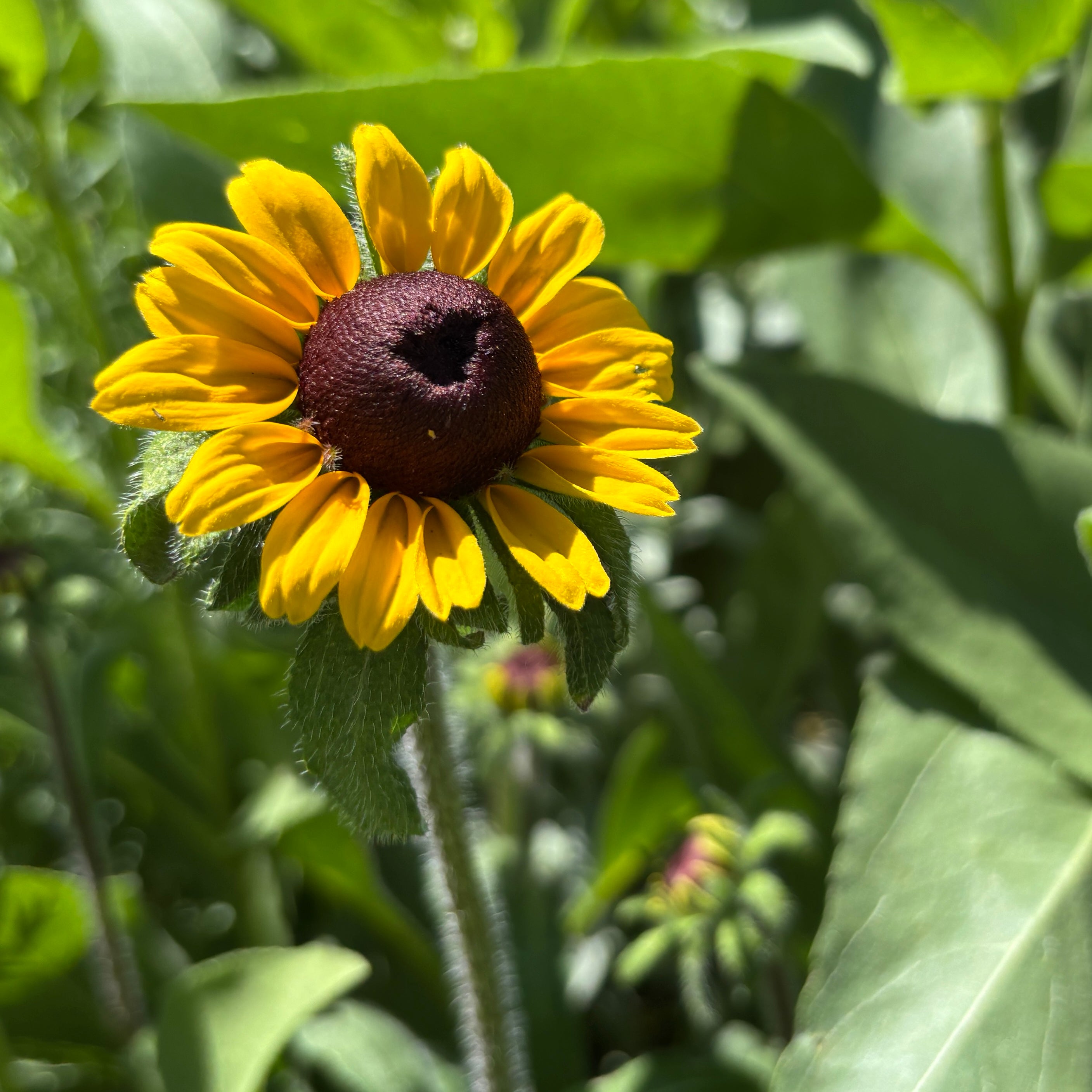 Black eyed Susan- 2" pot