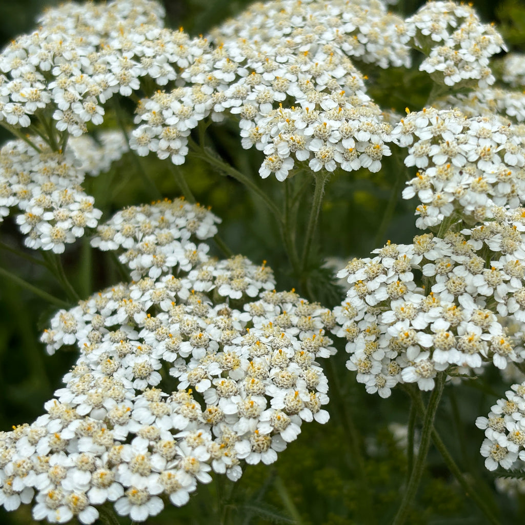 Yarrow- 2" pot