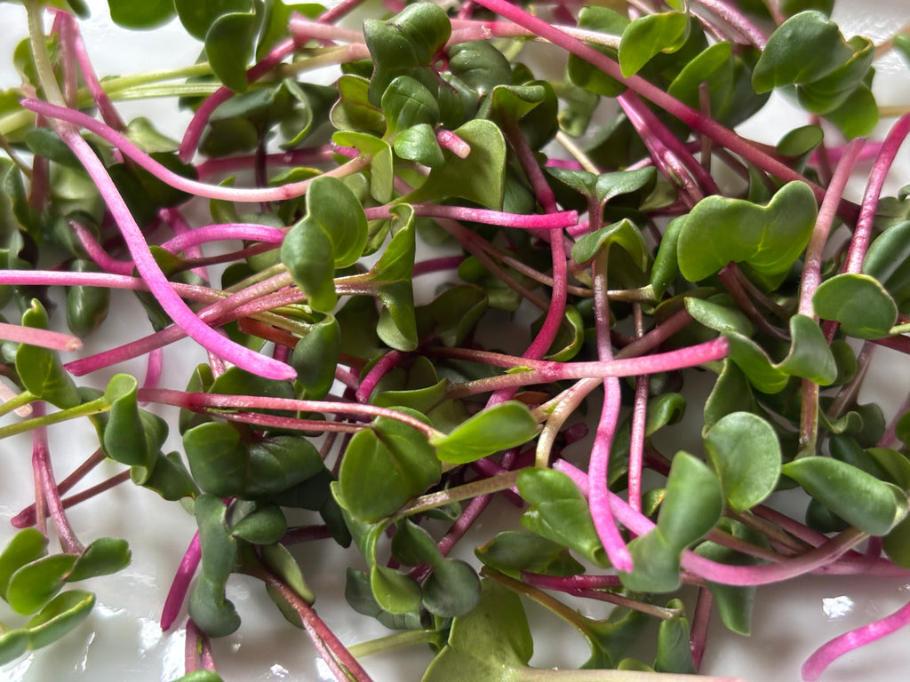 Microgreens- triton radish