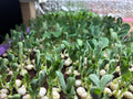 Microgreens- pea shoots