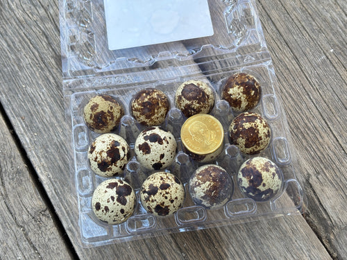 Fresh quail eggs- 1 dozen