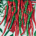 Pepper- Piccante de Cayenna Cayenne (2026 plant starts- PREORDER)