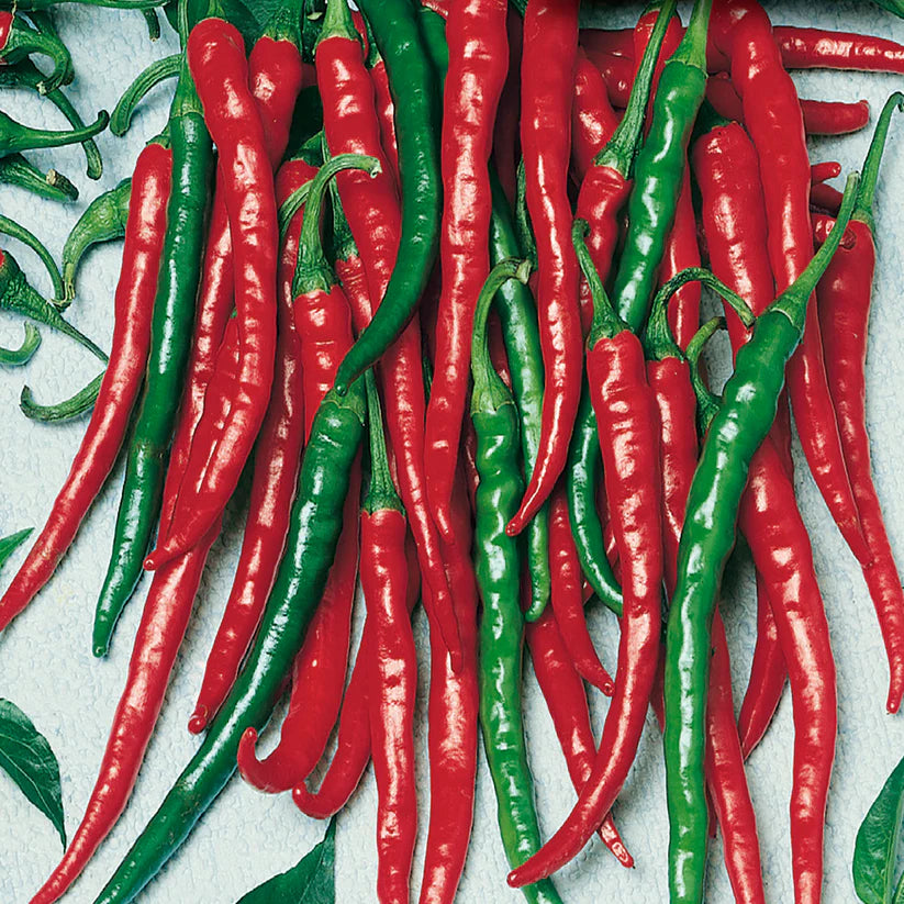Pepper- Piccante de Cayenna Cayenne (2026 plant starts- PREORDER)