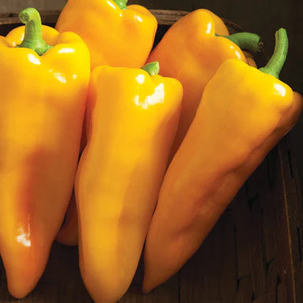 Pepper- Escamillo, sweet (2026 plant starts- PREORDER)