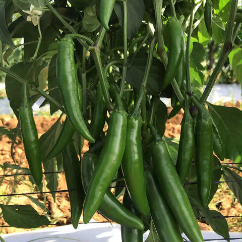 Pepper- Pathfinder Serrano (2026 plant starts- PREORDER)