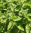 Basil- Genovese (2026 plant starts- PREORDER)