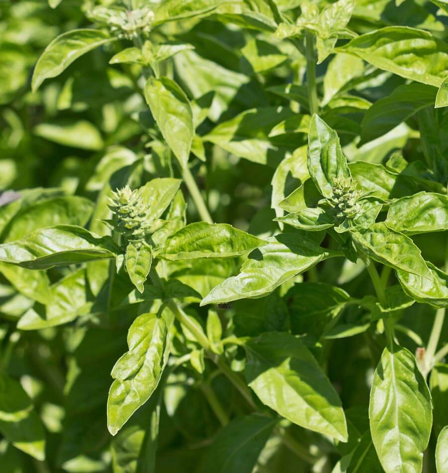 Basil- Genovese (2026 plant starts- PREORDER)