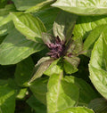 Basil- Siam Queen (2026 plant starts- PREORDER)