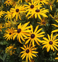 Black Eyed Susan (2026 plant starts- PREORDER)
