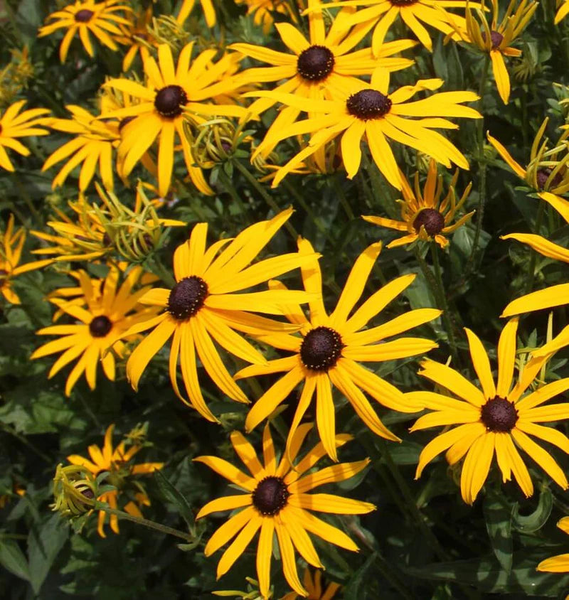 Black Eyed Susan (2026 plant starts- PREORDER)