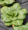 Bok Choy/Pac Choi- Asian Delight (2026 plant starts- PREORDER)