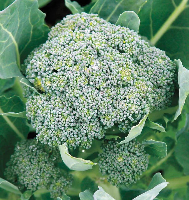 Broccoli- Gypsy (2026 plant starts- PREORDER)