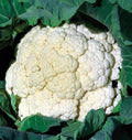 Cauliflower- Amazing (2026 plant starts- PREORDER)