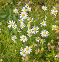 Chamomile- German (2026 plant starts- PREORDER)