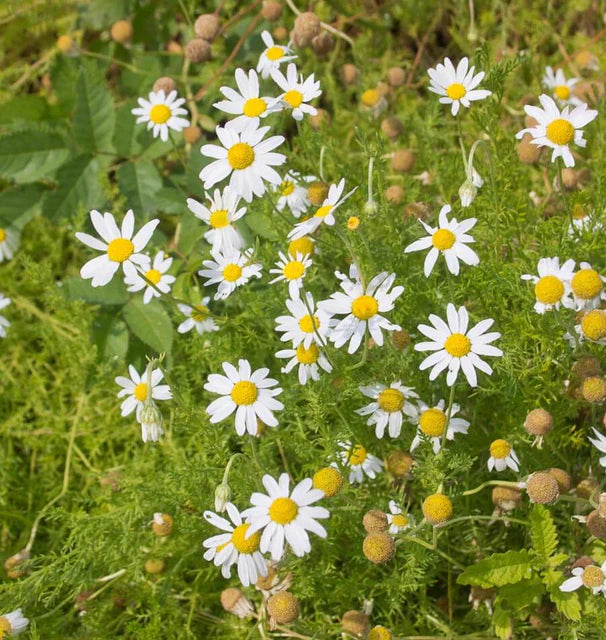 Chamomile- German (2026 plant starts- PREORDER)