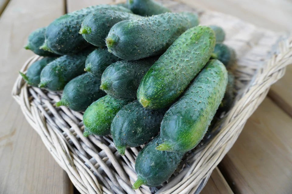 Cucumber- Anya (2026 plant starts- PREORDER)