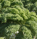 Kale- Vates Blue Curled Scotch (2026 plant starts- PREORDER)