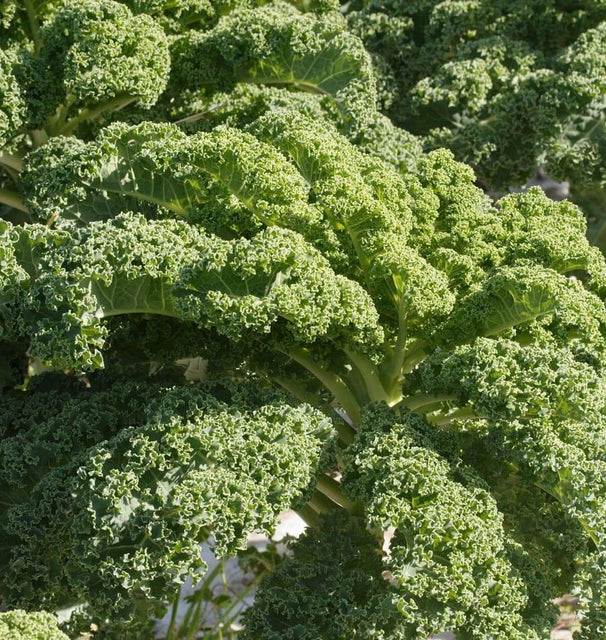 Kale- Vates Blue Curled Scotch (2026 plant starts- PREORDER)