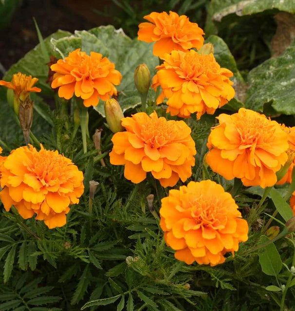 Marigold- Brocade (2026 plant starts- PREORDER)