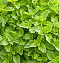 Oregano- Greek (2026 plant starts- PREORDER)