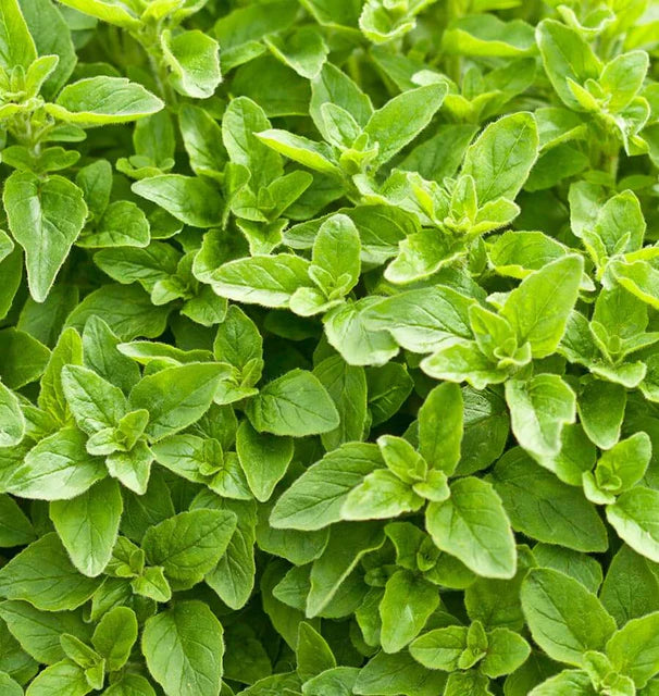 Oregano- Greek (2026 plant starts- PREORDER)