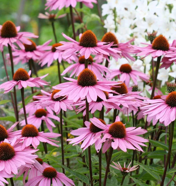 Purple Coneflower (2026 plant starts- PREORDER)