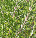 Rosemary (2026 plant starts- PREORDER)