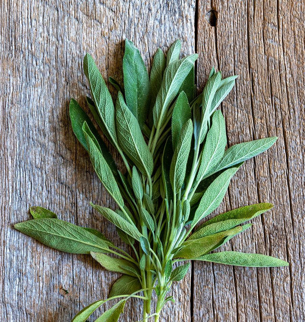 Sage- Ceres (2026 plant starts- PREORDER)