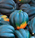Squash- Table Queen Acorn (2026 plant starts- PREORDER)