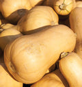 Squash- Victory Early Butternut (2026 plant starts- PREORDER)