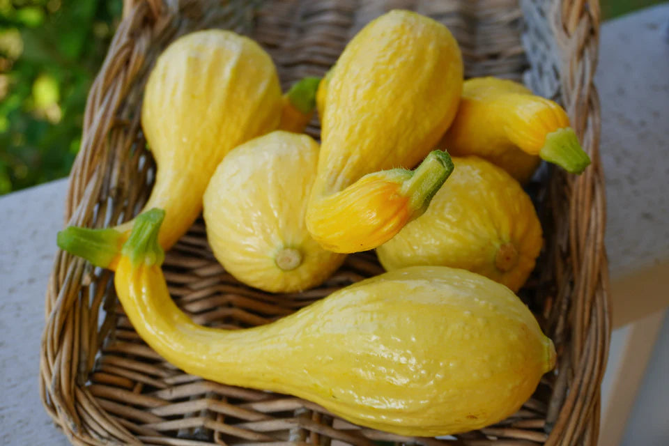 Squash- Golden Summer Crookneck (2026 plant starts- PREORDER)