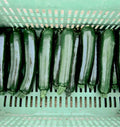 Squash- Desert Zucchini (2026 plant starts- PREORDER)