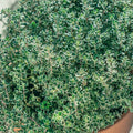 Thyme (2026 plant starts- PREORDER)