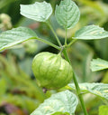 Tomatillo- Toma Verde (2026 plant starts- PREORDER)