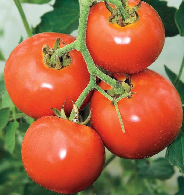 Tomato- Manitoba (2026 plant starts- PREORDER)
