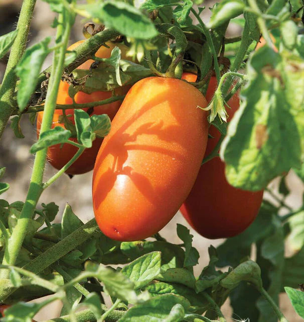 Tomato- San Marzano Lampadina (2026 plant starts- PREORDER)