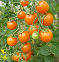 Tomato- Sungold (2026 plant starts- PREORDER)