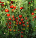 Tomato- Sweet Million (2026 plant starts- PREORDER)
